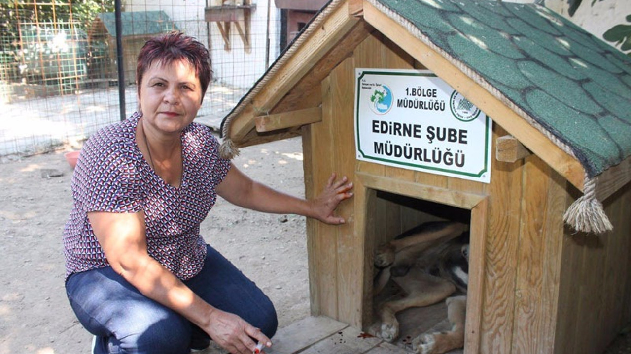 Edirne'de sokak hayvanlarının kulübeleri çalındı