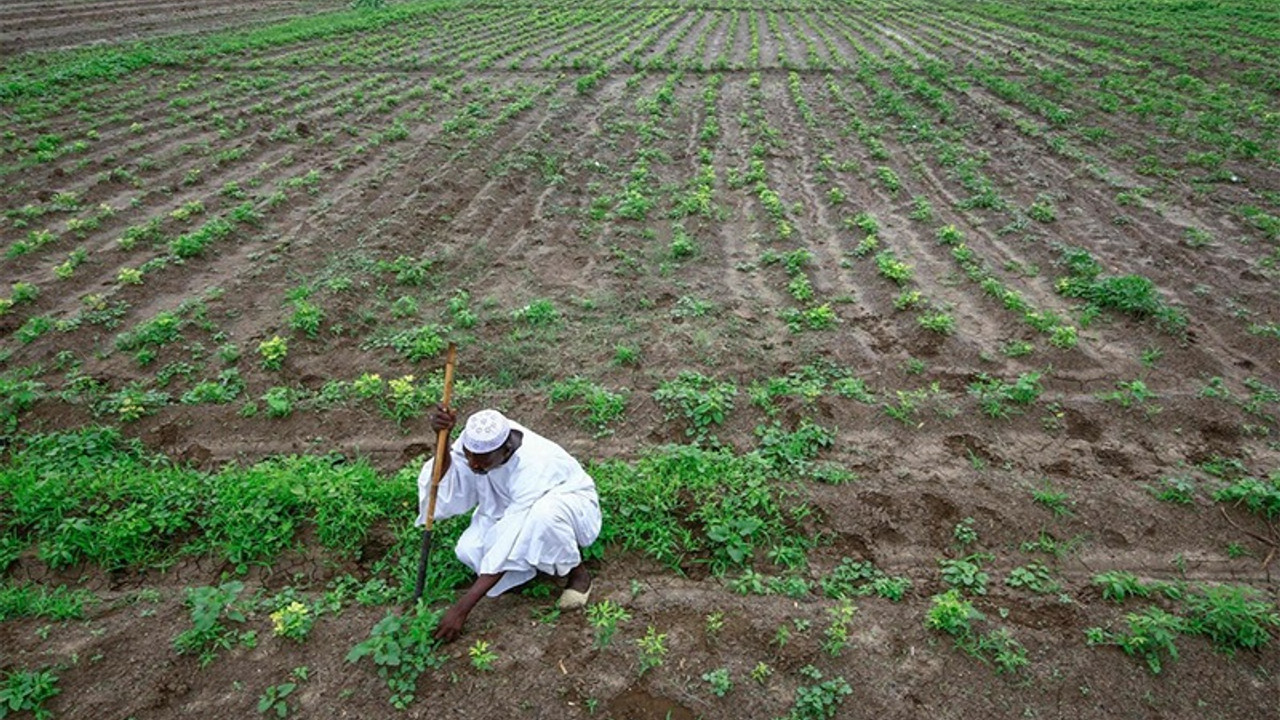 Türkiye, Sudan'dan tarıma başlıyor: 100 bin hektar arazi tahsis edildi