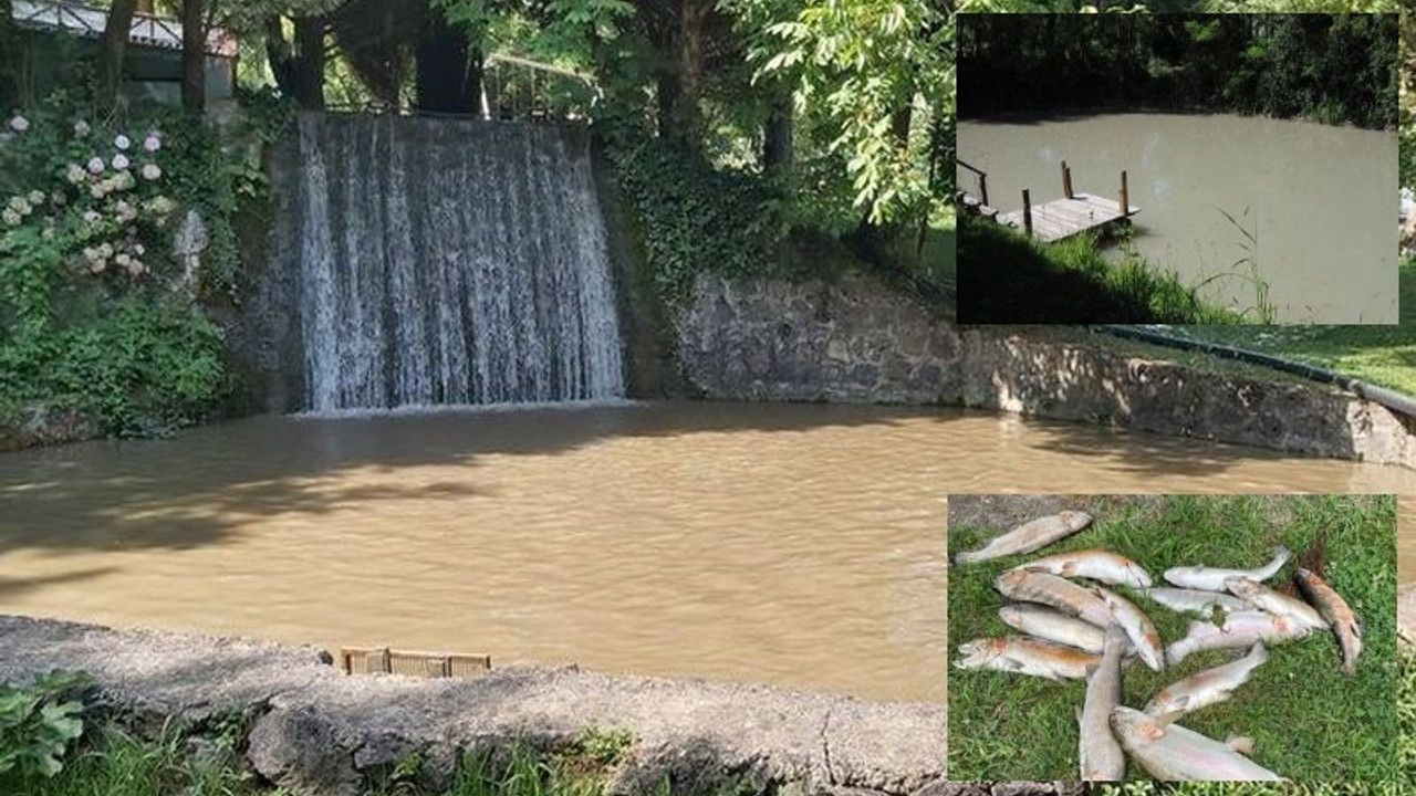 Sapanca'da inşaat atığı karışan derede balık ölümleri