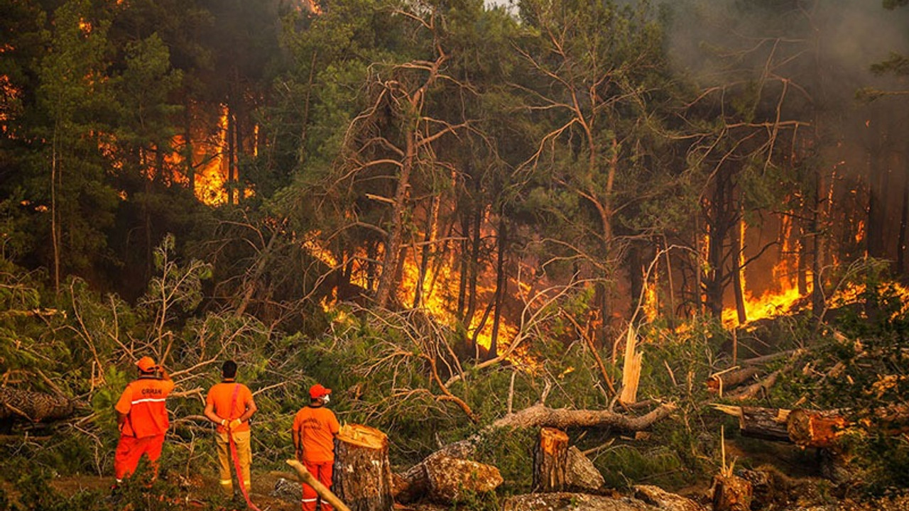 Greenpeace Türkiye'de yanan alanların uydu görüntülerini yayınladı