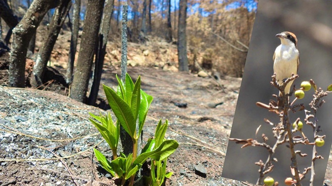 Muğla'da yanan ormanlar yeniden yeşeriyor