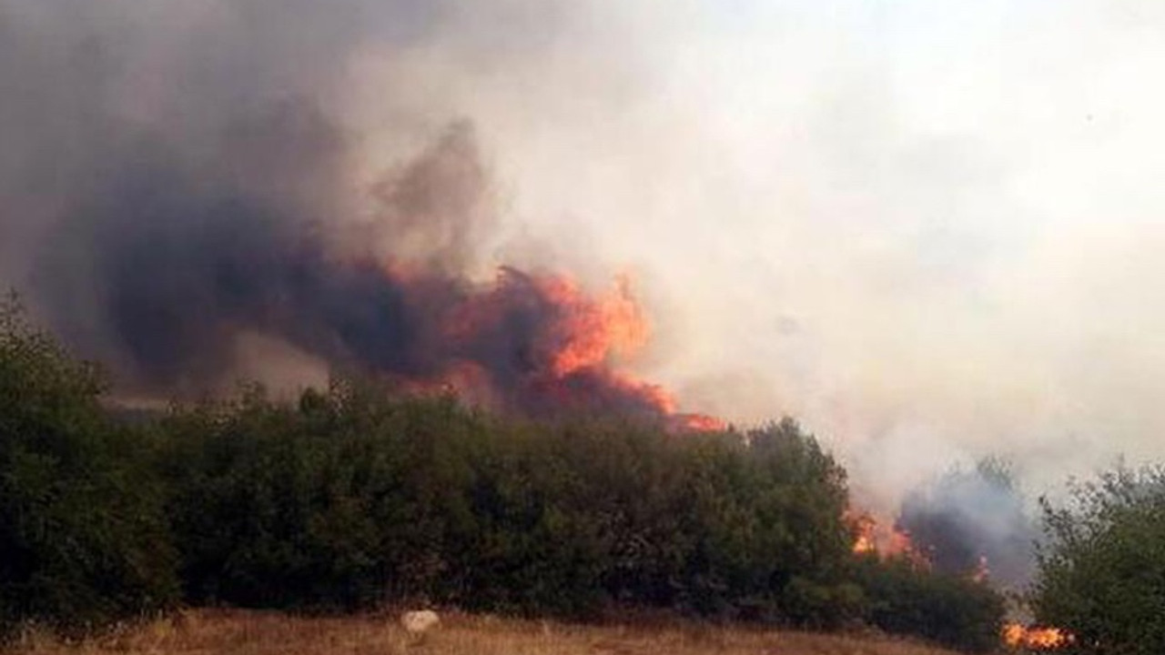 Manisa'da orman yangını