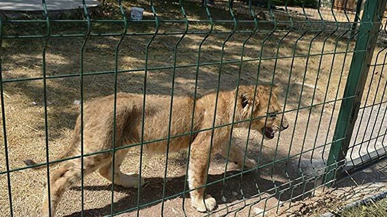 'Sabaha kadar aslanların kükremesinden uyuyamıyoruz'