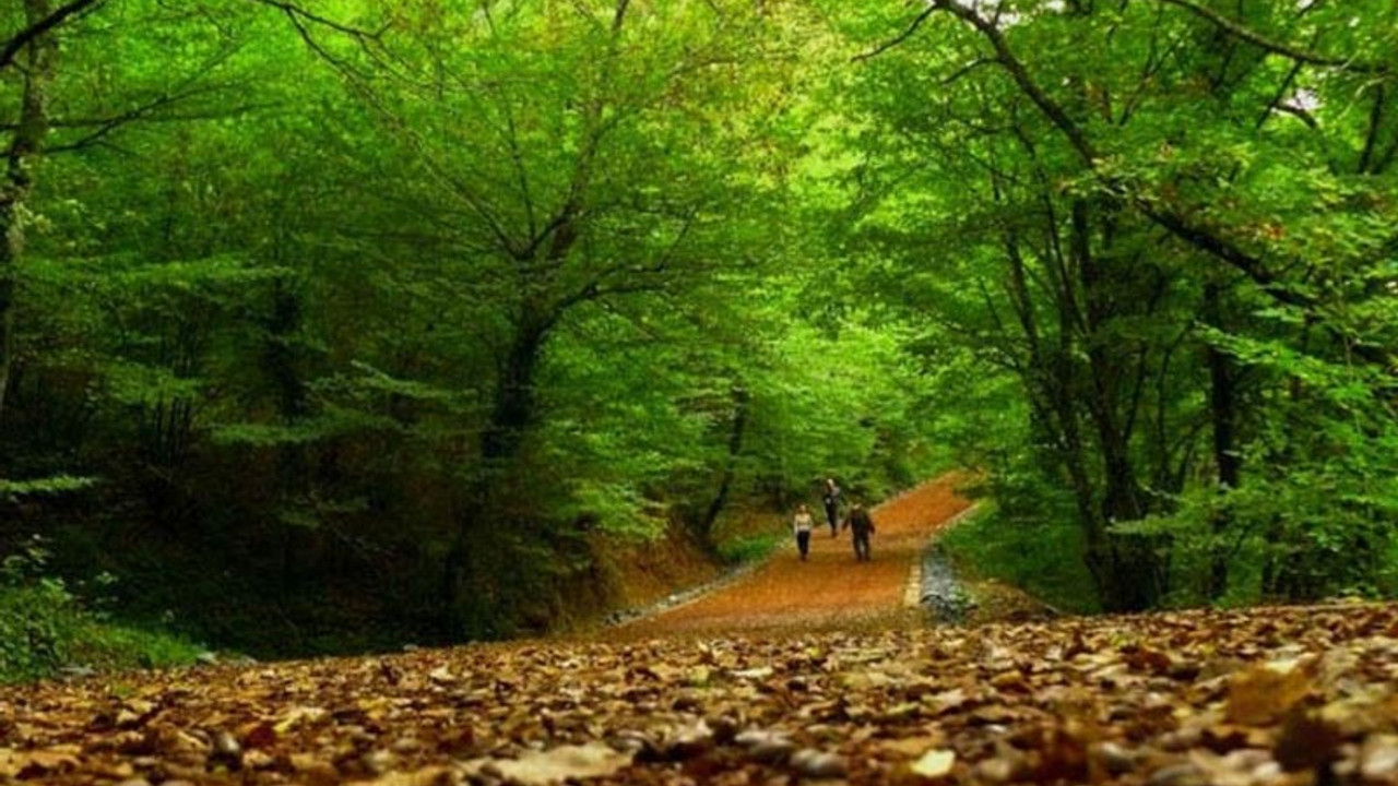 İstanbul'da ormanlara giriş yasağı uzatıldı