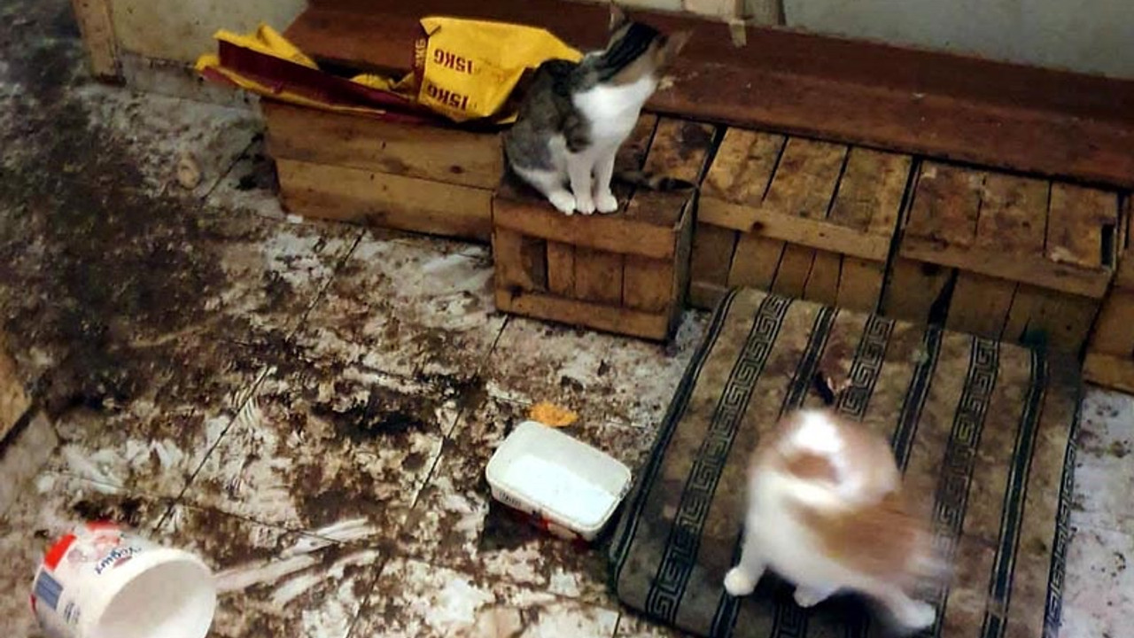 Kedili eve müdahale: Kötü koku üzerine 50 kedi vinçle çıkarıldı