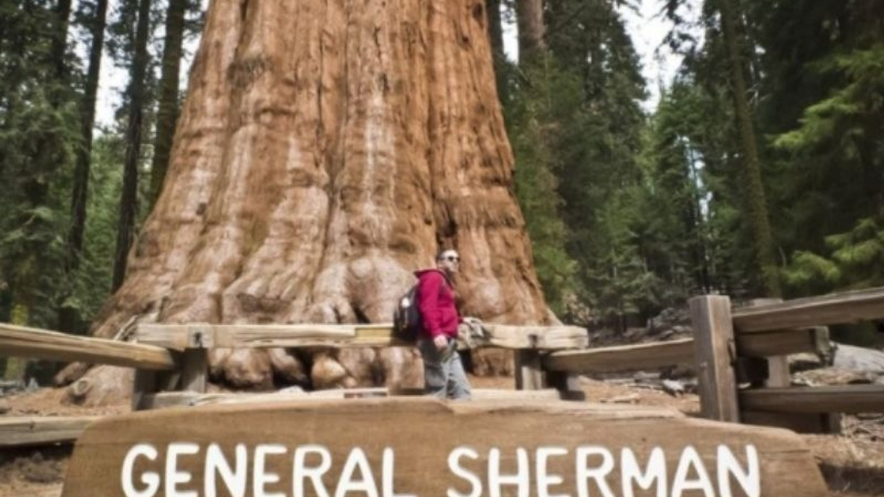 California orman yangınlarında itfaiyeciler dünyanın en büyük ağacı için seferber oldu