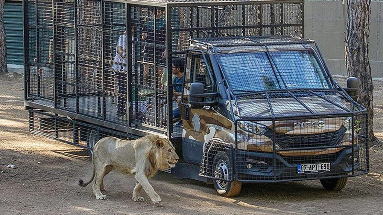 Antalya'da telli kamyonetle yapılan aslan safarisine tepki