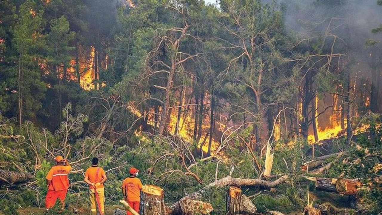 Yanan 404 bin ağacı satışa çıkardılar: Mobilya yapımında kullanılacaklar