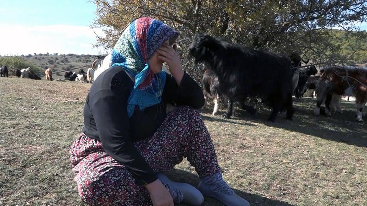 Kurt saldırısında 60 keçisi öldü: 'Daha borçlarını verememiştik'