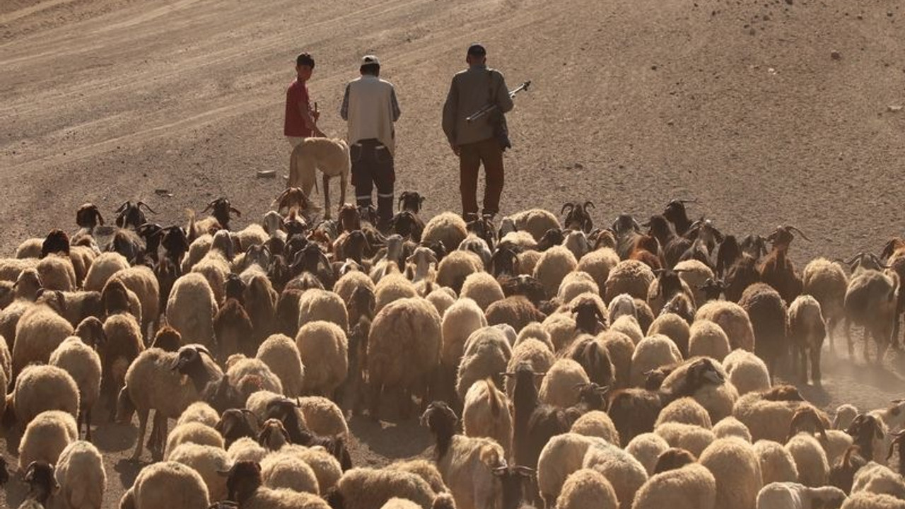 Besiciler kuraklık nedeniyle yayladan erken dönüyor