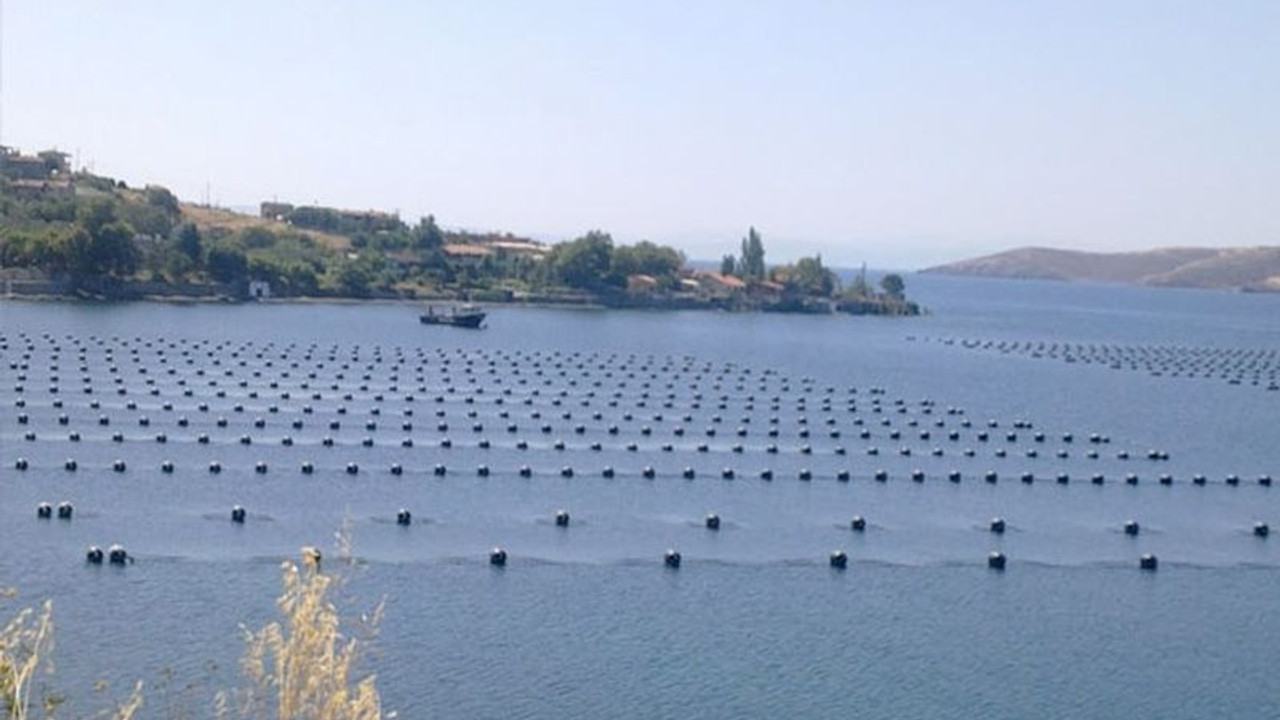 Bakanlık deniz salyasına çözüm olarak midye çiftliklerinin sayısını artıracak: 'Doğal yolla çözüm'