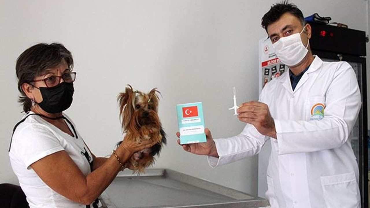 Köpeklere 2021, kedilere 2022 sonuna kadar çip takılacak