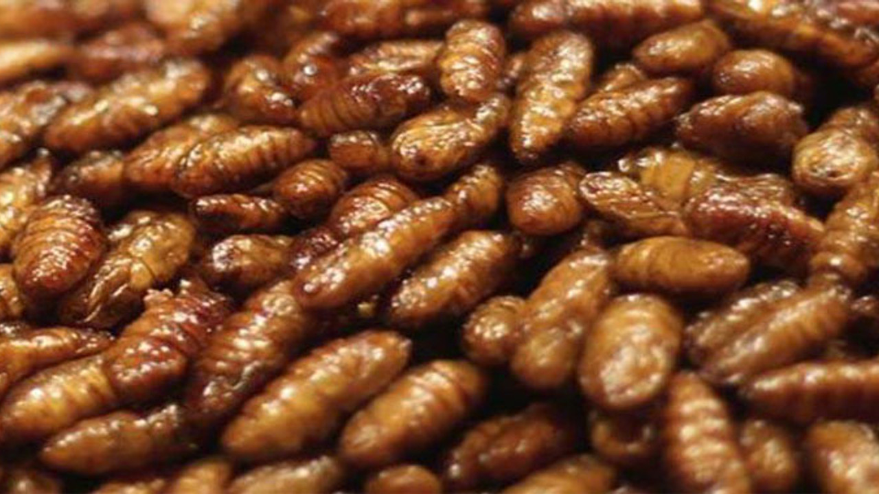 Afrika, Akdeniz ve Asya'da tırtıl tehlikesi