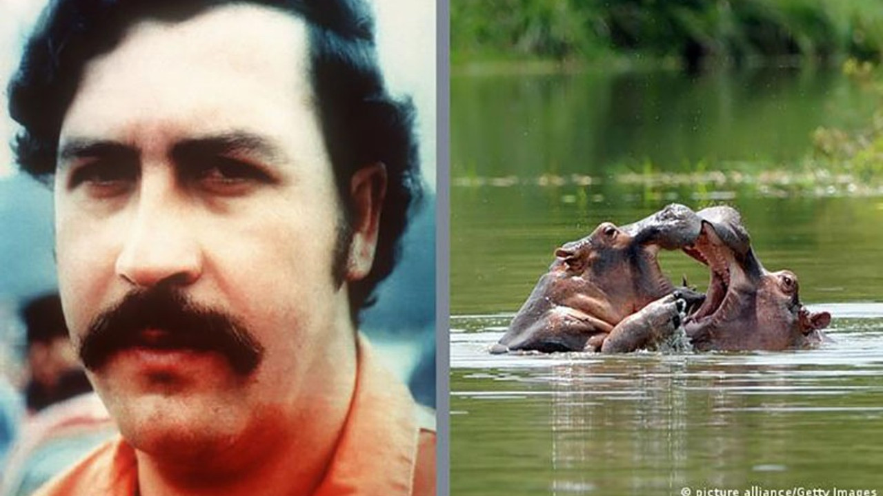 Pablo Escobar'ın su aygırları kısırlaştırıldı