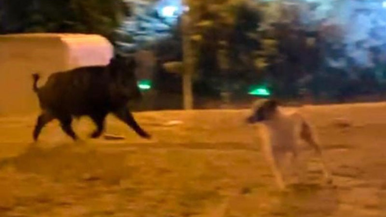 Mahalleye inen yaban domuzu, köpekleri kovaladı