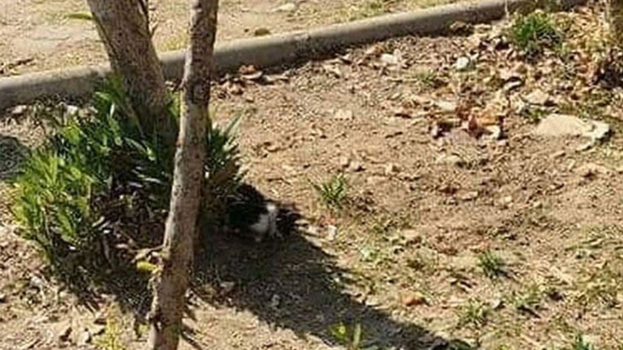 Biri yavru olan iki kedi, ayakları kesilmiş halde ölü bulundu