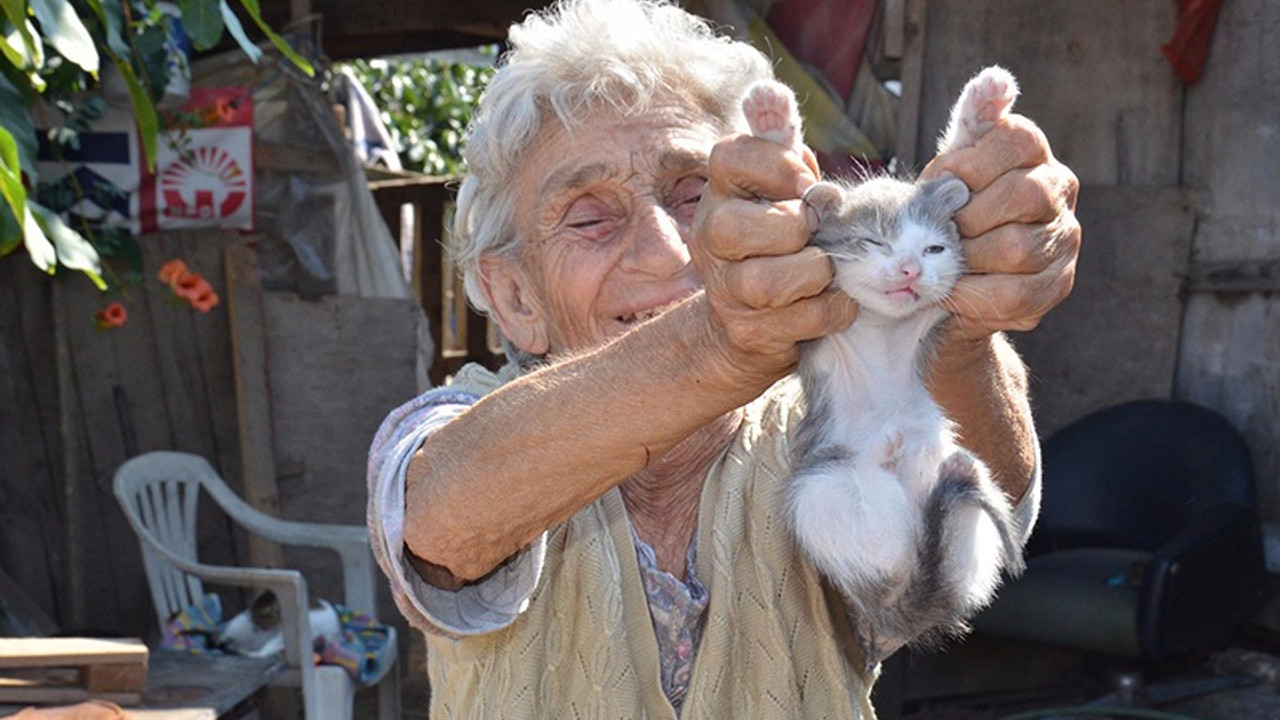 95 yaşındaki kadın 25 kediye bakıyor