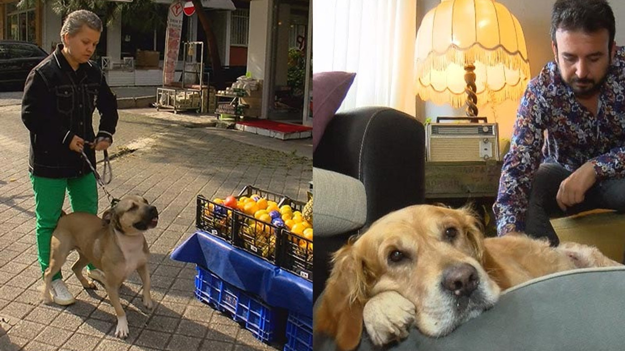 Kadıköy Moda'da köpek tartışması: Tasmasız pitbull, Golden Retriever'a saldırdı