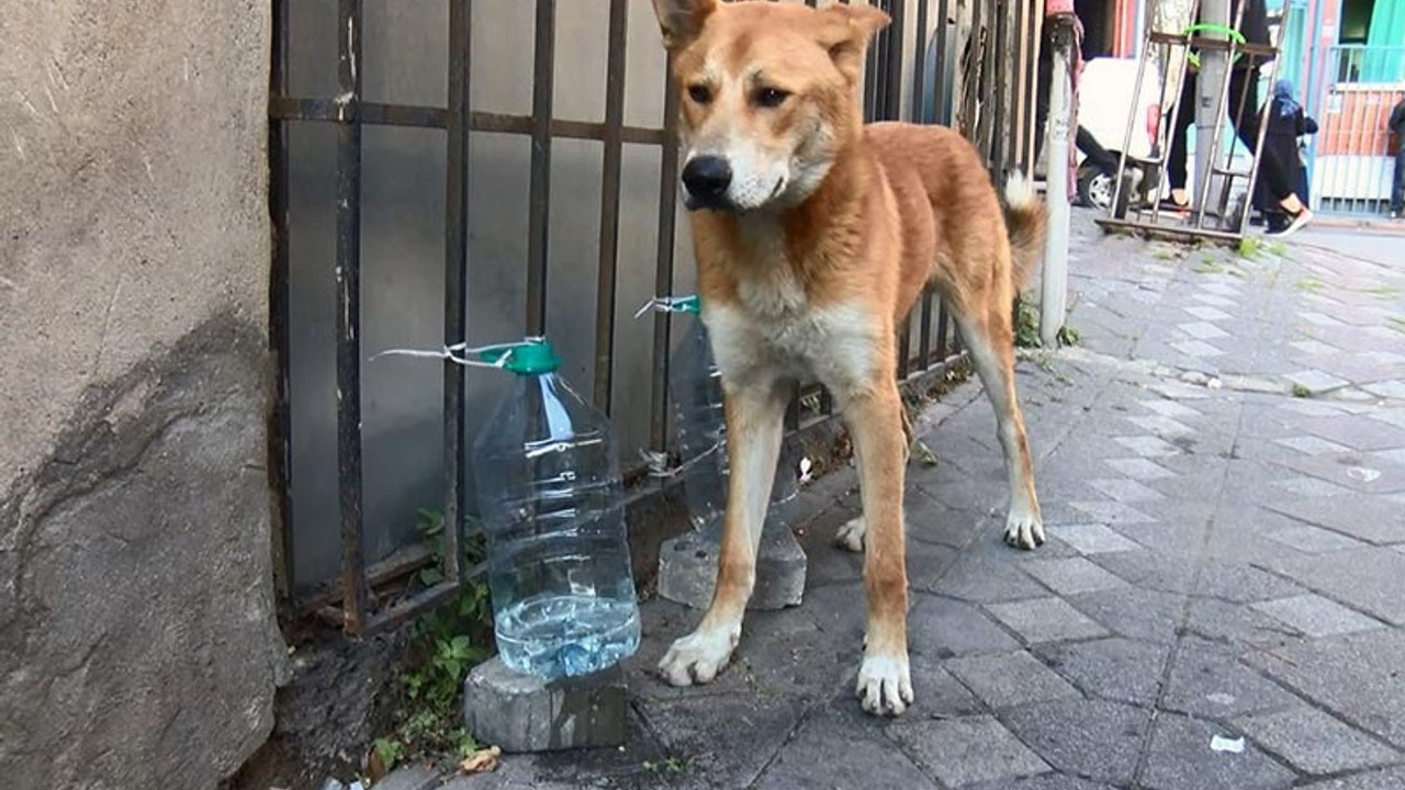 İstanbul'da bir kadın, kedi ve köpeklerin kaplarına çamaşır suyu döktü