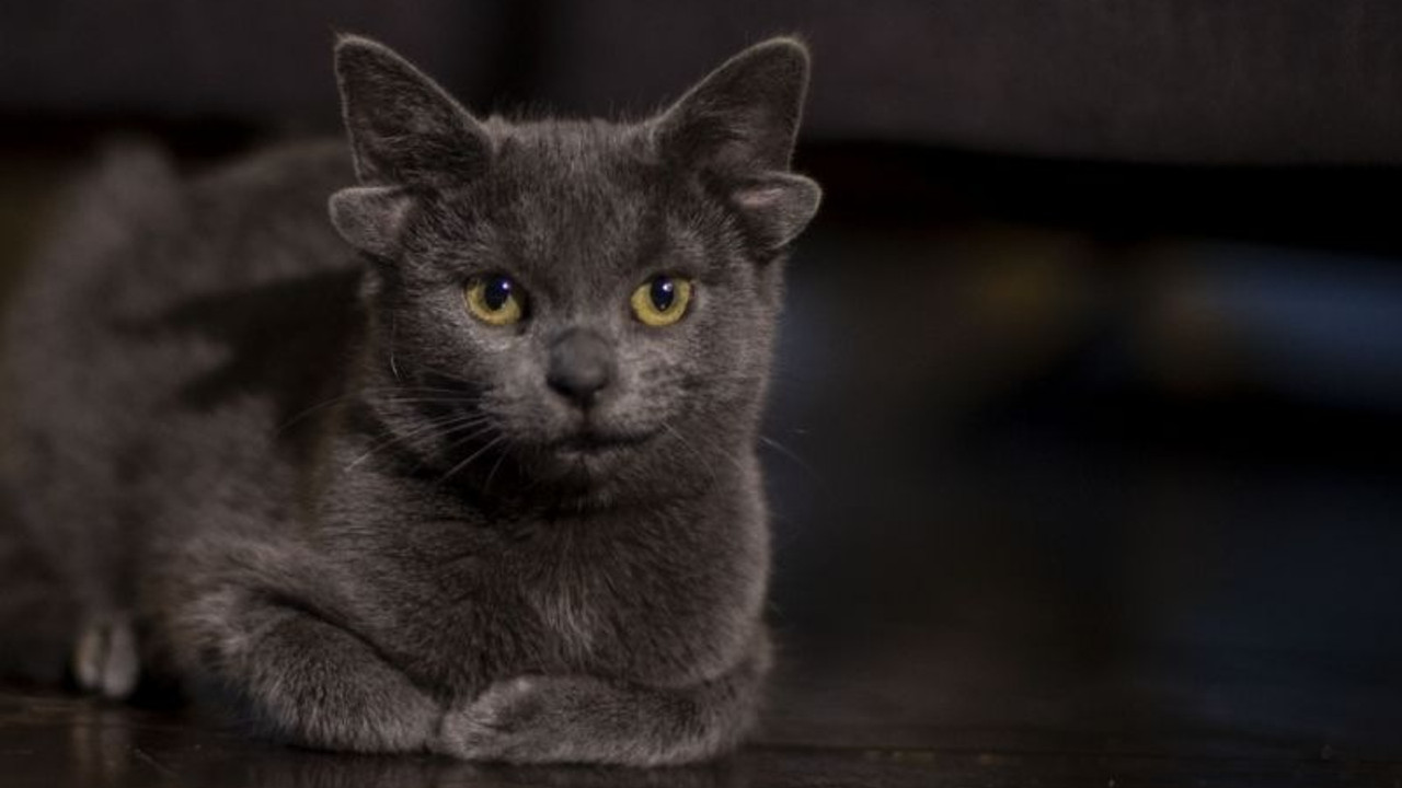 Dört kulaklı kedi Midas, sosyal medya fenomeni oldu