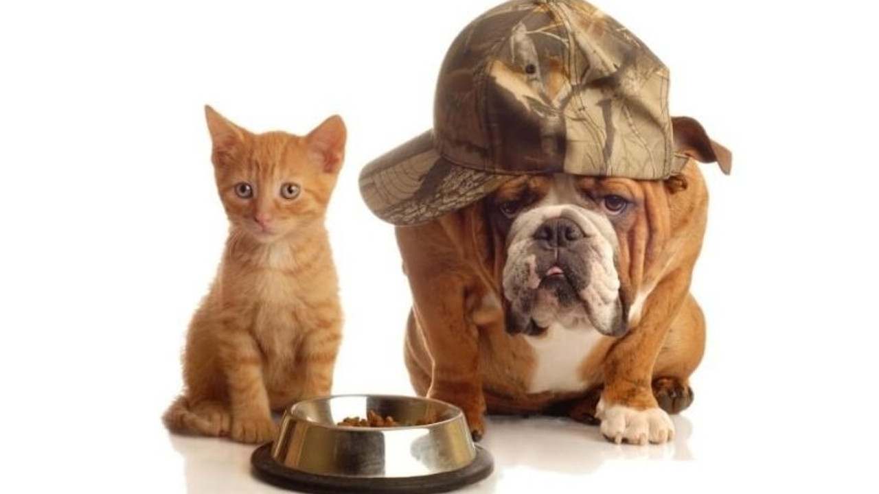 Kedi-köpek mamalarına yüzde 40 oranında zam geldi