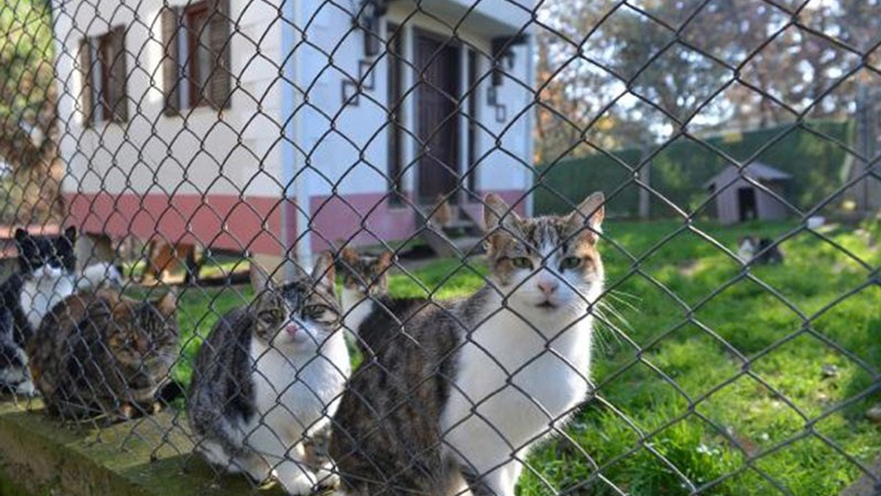 80 engelli kedi iki villada yaşıyor