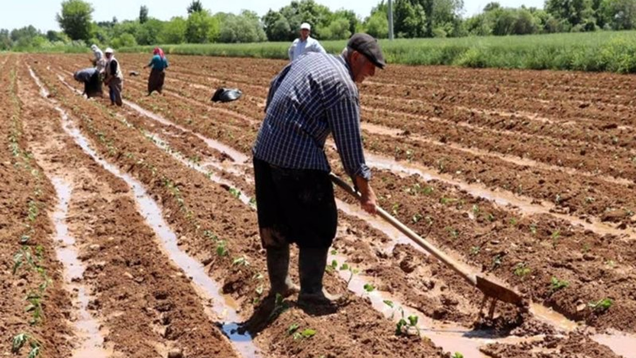 Baş: 4 bin yıldır yetiştirilen buğdayı üretemeyecek duruma geldik