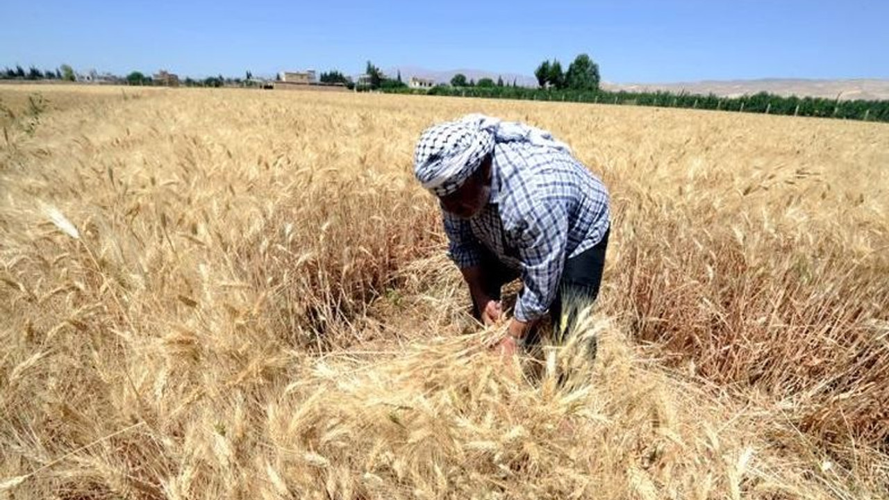 Buğday üretim maliyetleri çiftçiyi vurdu: Yüzde 70'i zararına satış yaptı