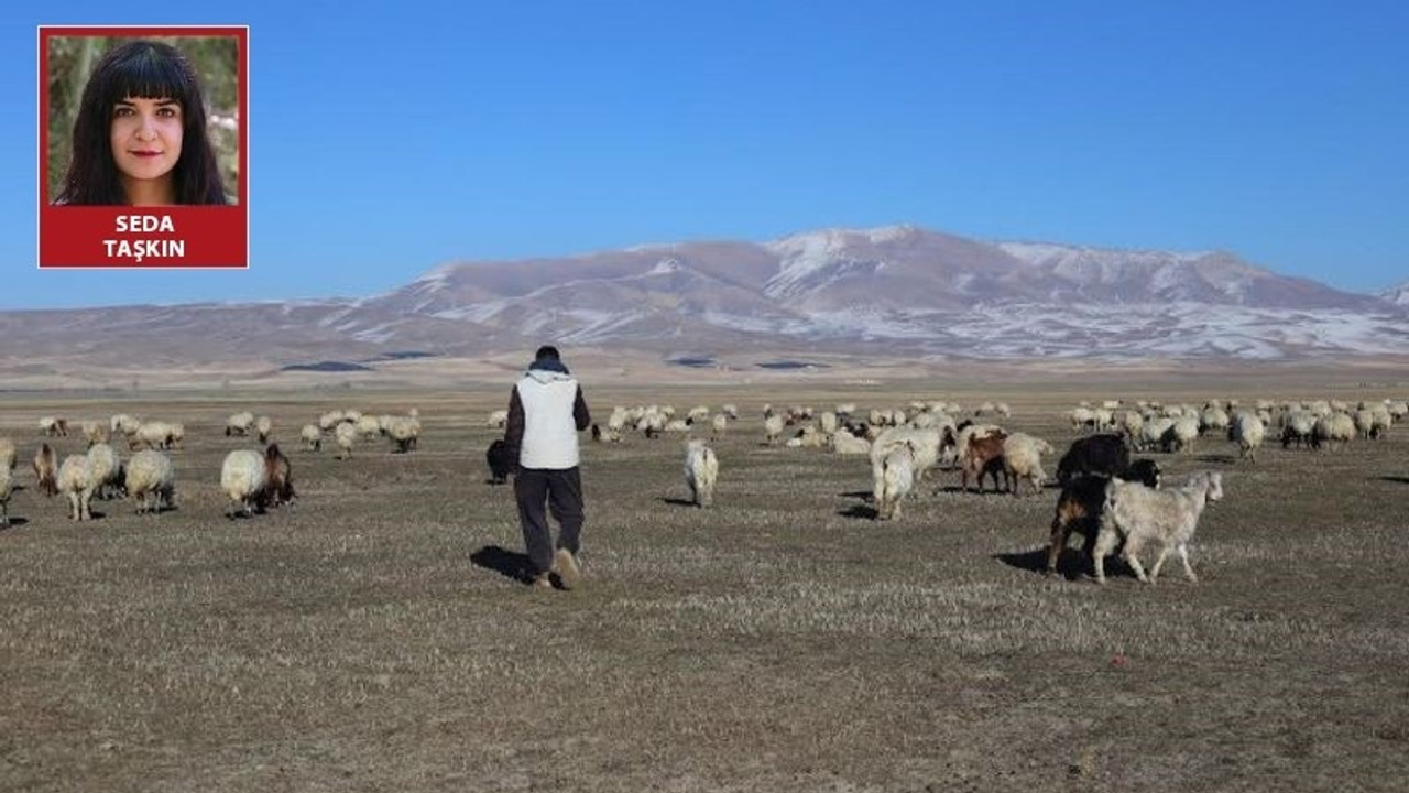 Hayvanlarını doyuramayan çobanın isyanı: 3 torba saman bir koyun parası