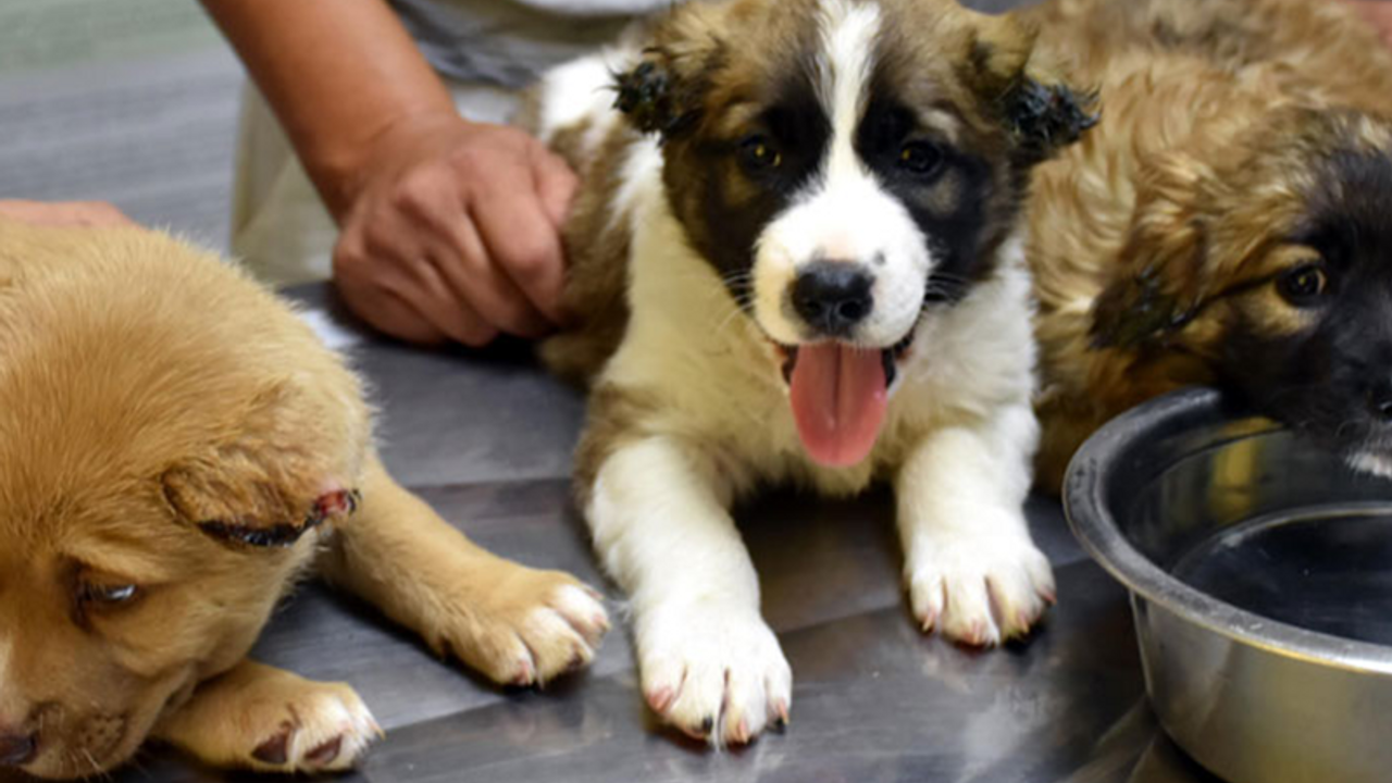 Yavru köpeklere işkence eden askere gözaltı