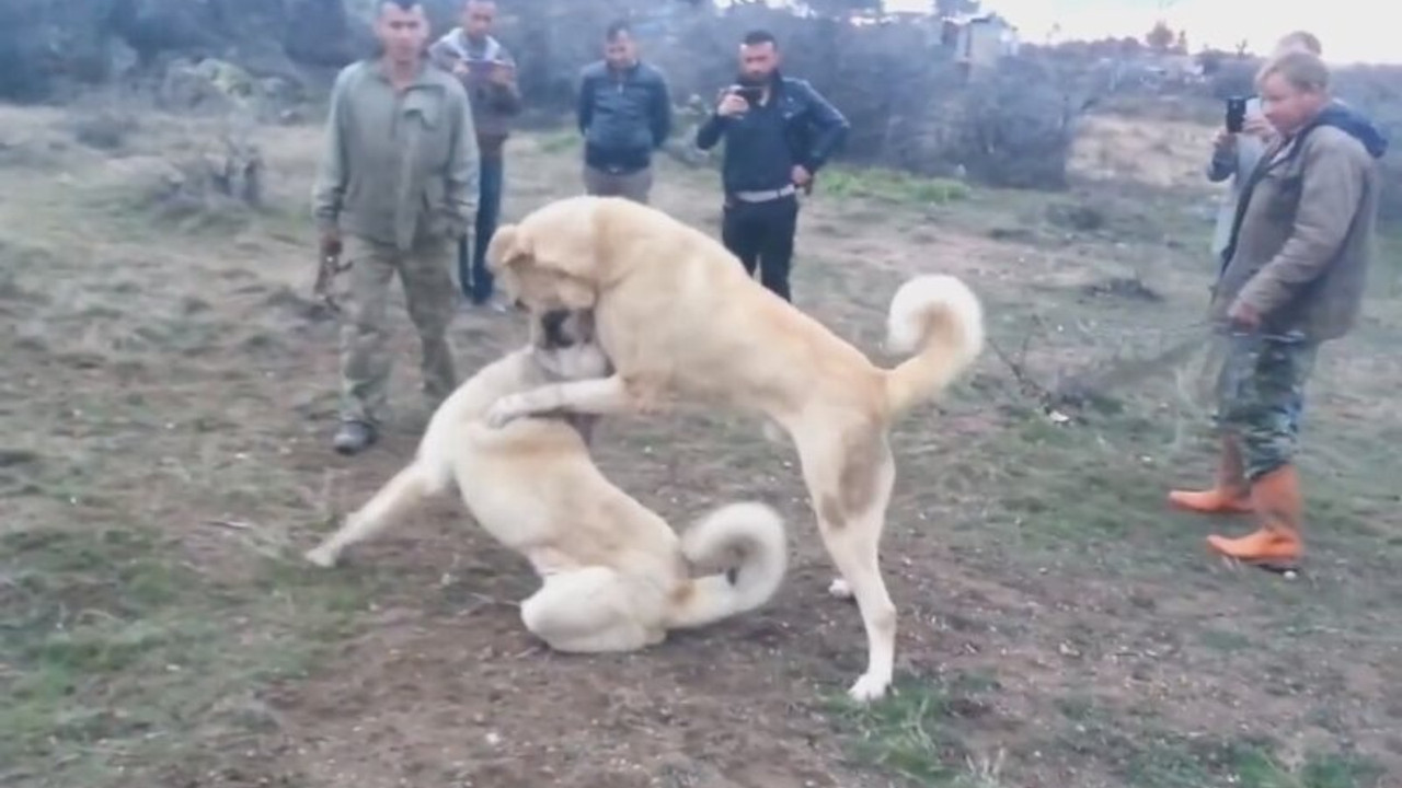 Bahisli Kangal dövüşleri: Vahşet turnuvası