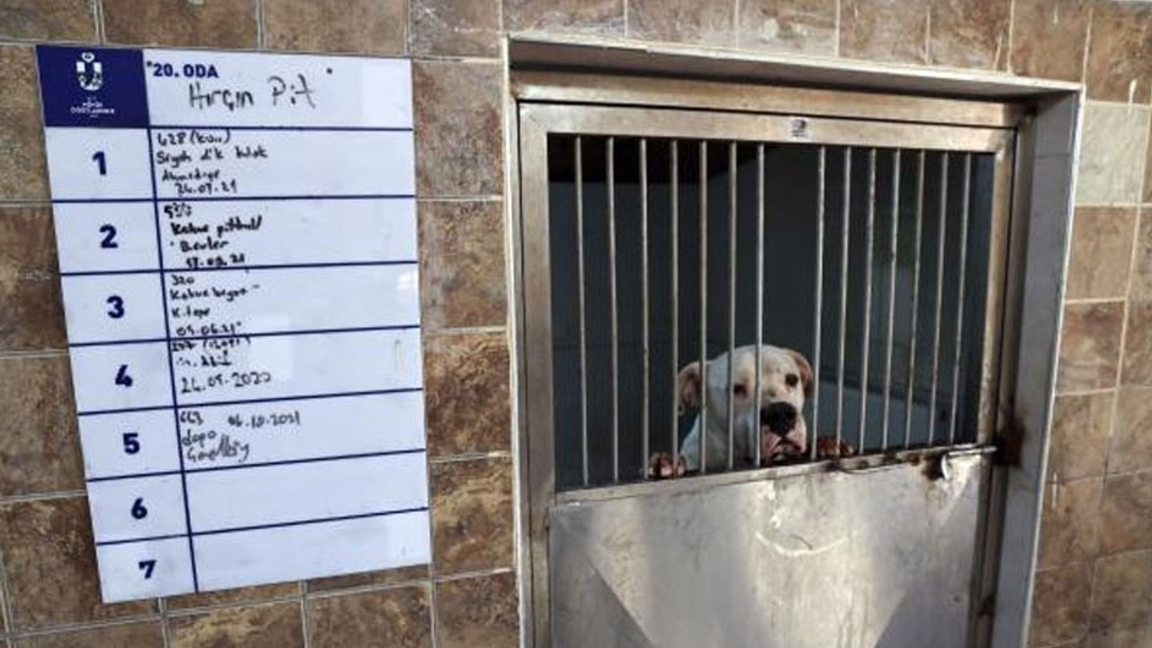 Yasaklı köpek cinslerinin kayıt altına alınması için son tarih belli oldu