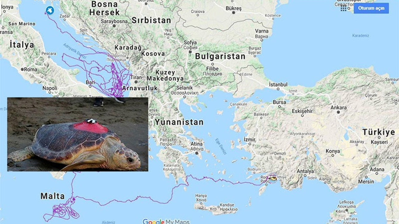 Caretta Tuba 15 bin kilometre yol gitti, 6 milyon kişi izledi