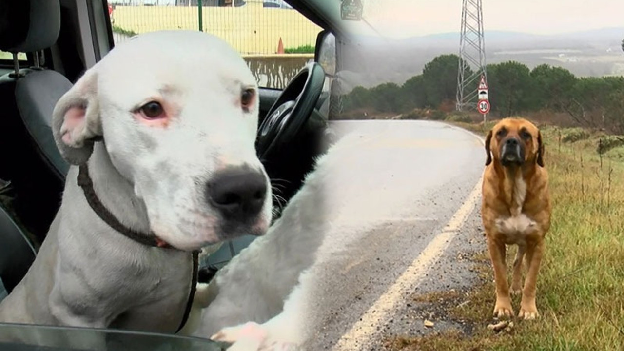 Ormanlar yasaklı ırk köpekler ile doluyor