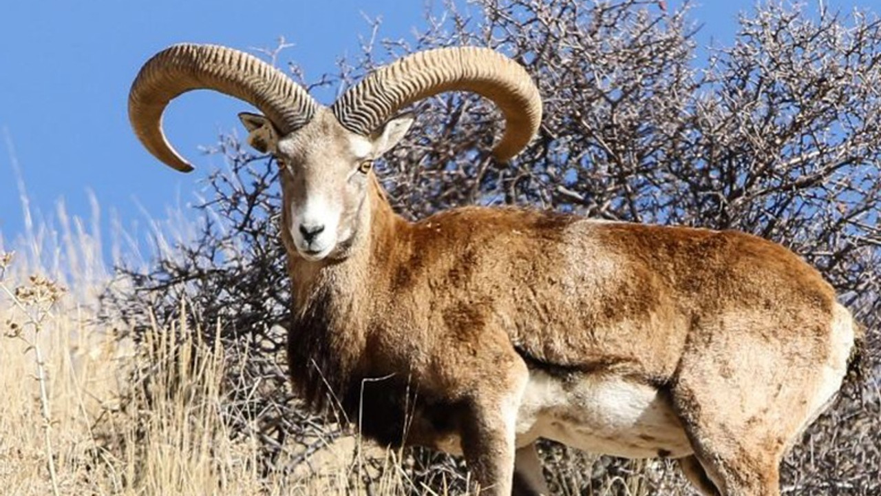 Dersim’de koruma altındaki yaban keçisi vuruldu