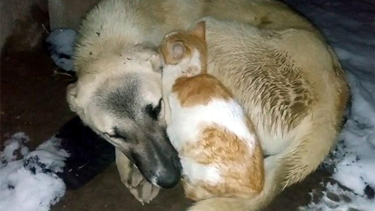 Hava sıcaklığı sıfırın altında 15 derece: Kedi, köpeğin yanından ayrılmadı