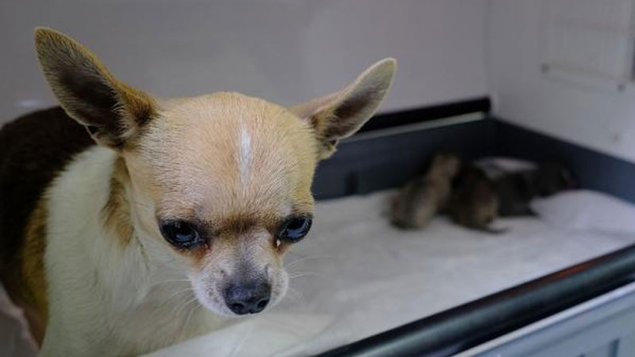 Sivas'ta 'Chihuahua' cinsi köpeğe sezaryen; 3 yavru doğdu