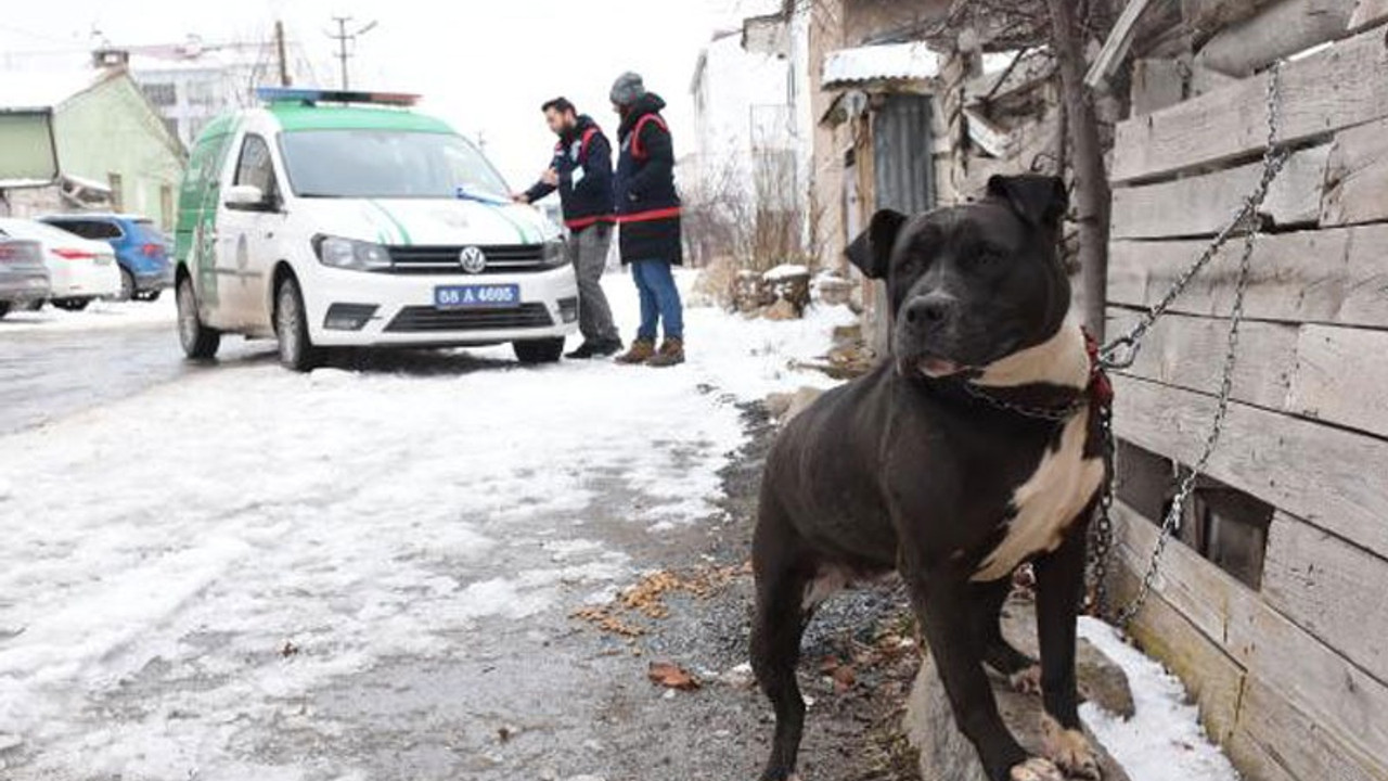 Pitbull ile sokakta yakalandı; 14 bin 982 lira ceza kesildi