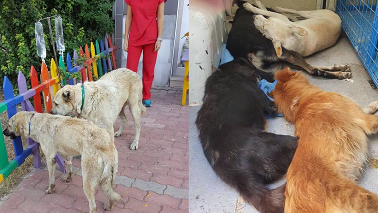 Köpekleri zehirleyenleri ihbar edene 3 bin lira ödül