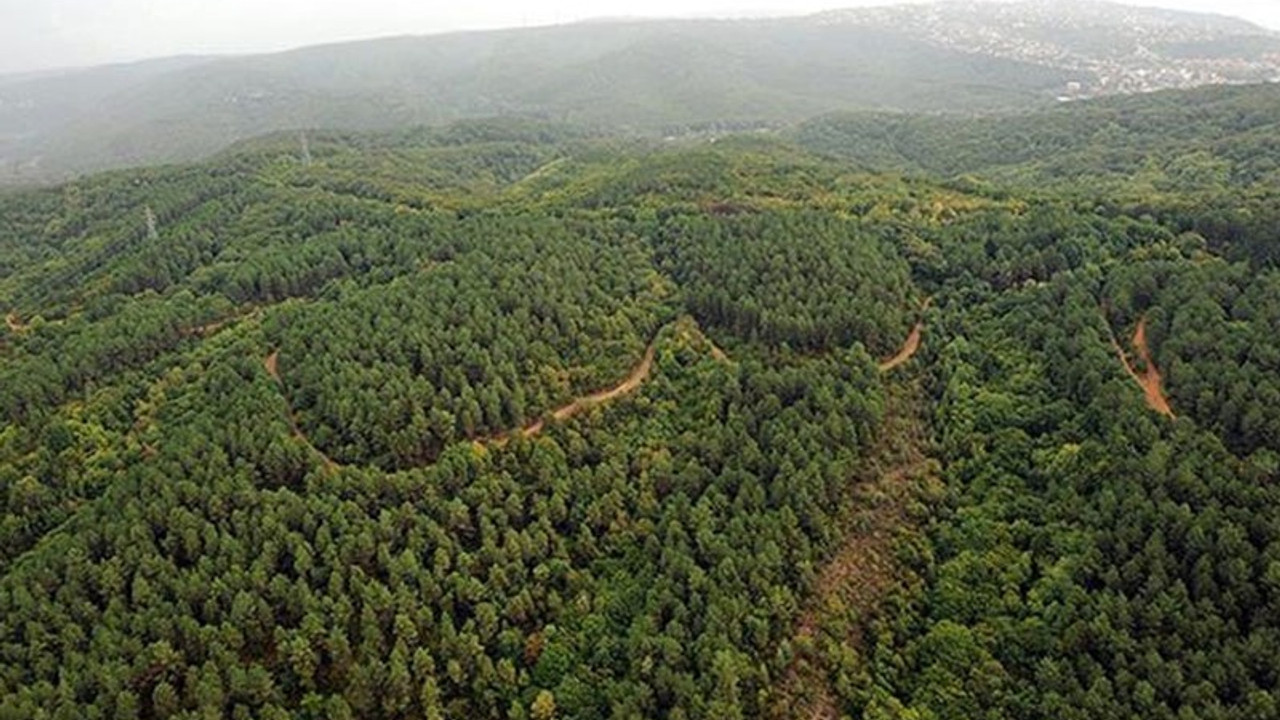 10 binlerce hektarlık alan yok olabilir