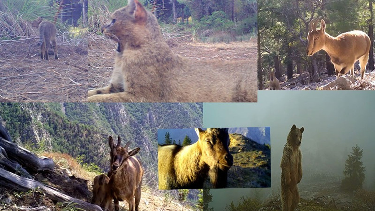 Fotokapanlara yansıyan yaban hayatı: Karakulak, tilki, saz kedisi…