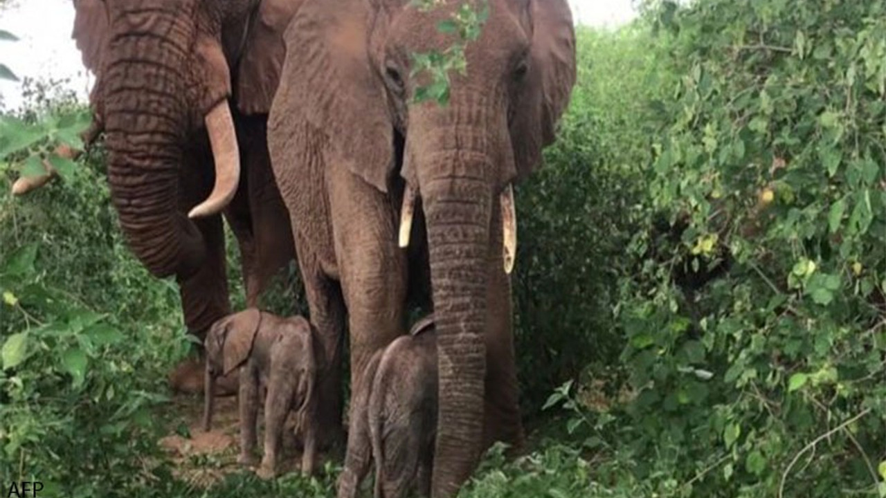 Kenya'da nadir görülen olay: İkiz fil yavruları dünyaya geldi