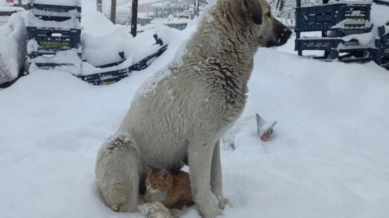 Dersim'de üşüyen kedi köpeğe sığındı