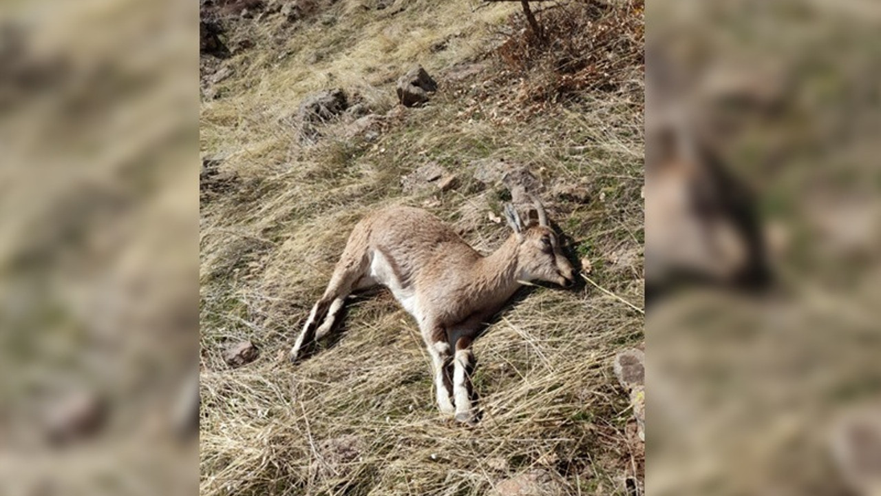 Yaban keçisi avlayan kişiye 60 bin lira ceza