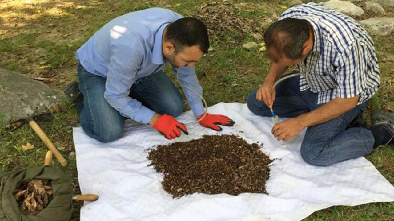 Maraş'ta yeni örümcek cinsi keşfedildi: Turkocranum