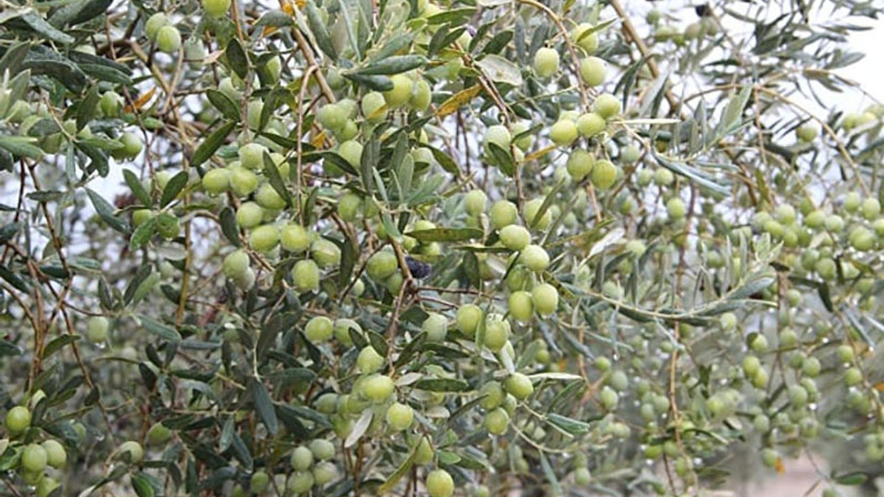 İklim değişikliği zeytin üretimini olumsuz etkiliyor