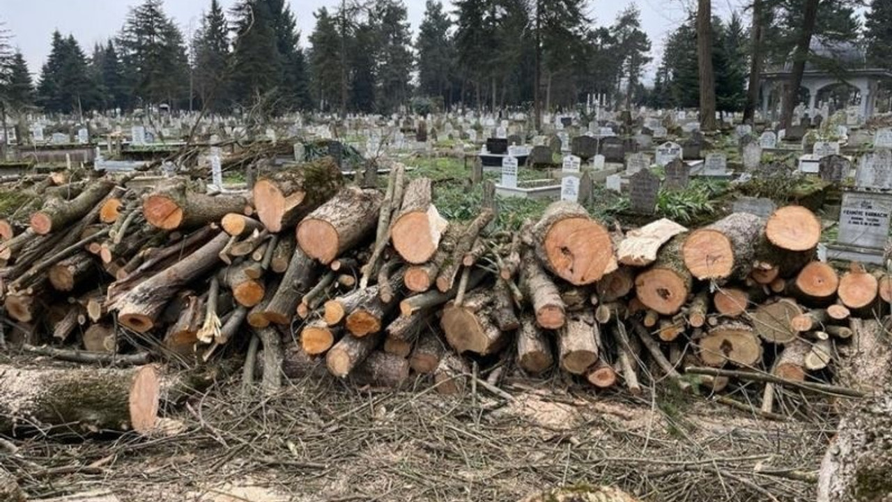 Düzce Şehir Mezarlığı'ndaki ağaçların katledilmesi hakkında suç duyurusu