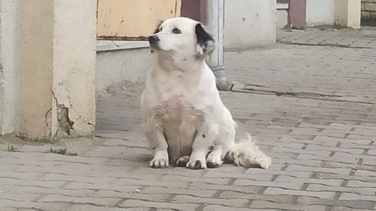 Yavrusu çalınan anne köpek, yemeden içmeden kesildi