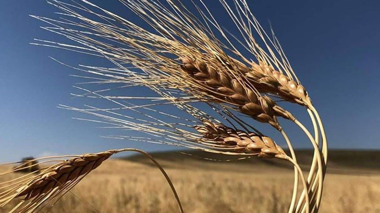 Rusya-Ukrayna krizi: Ekmek ve ayçiçek yağı fiyatları rekor kıracak