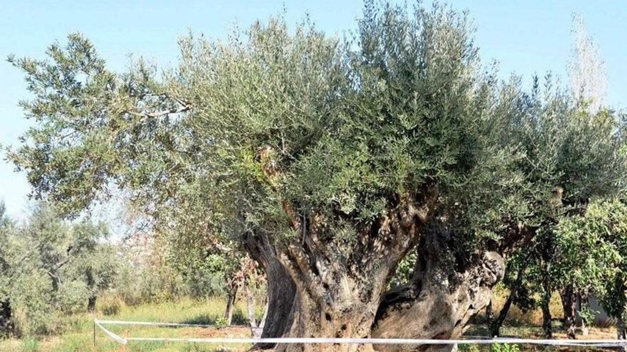 Doğa bilimci Prof. Kantarcı: Zeytin ağaçları köklerinden koparılıp taşınırsa ölür